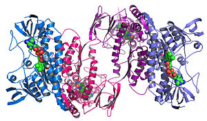 Enlarged view: Protein Structur
